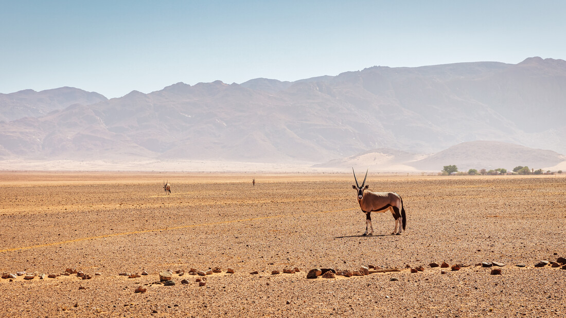 Op het heetst van de dag heeft deze gemsbok het lekker rustig. Hij moet wel oppassen dat hij niet uitdroogt. 