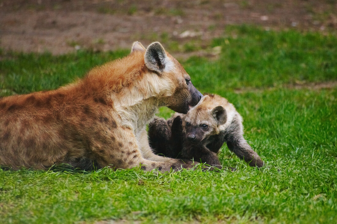 De status van dit hyenapup is bepaald door de moeder