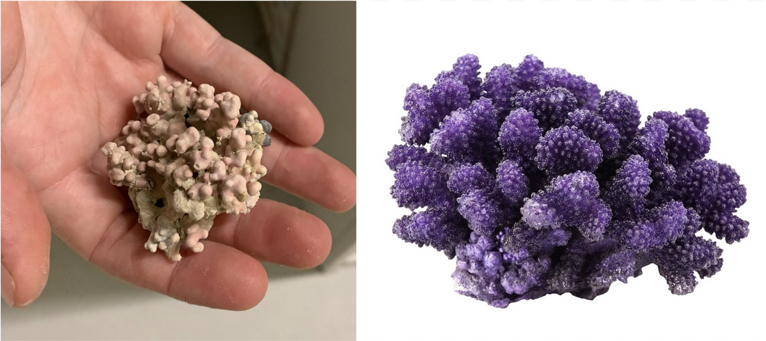 Zie je dat de koraalalg op de linkerfoto veel lijkt op het echte koraal in de rechterfoto?