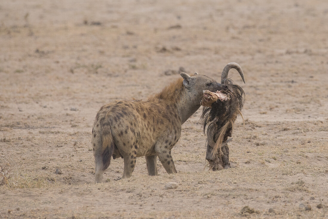 Een hyena met prooi op weg terug naar de clan.