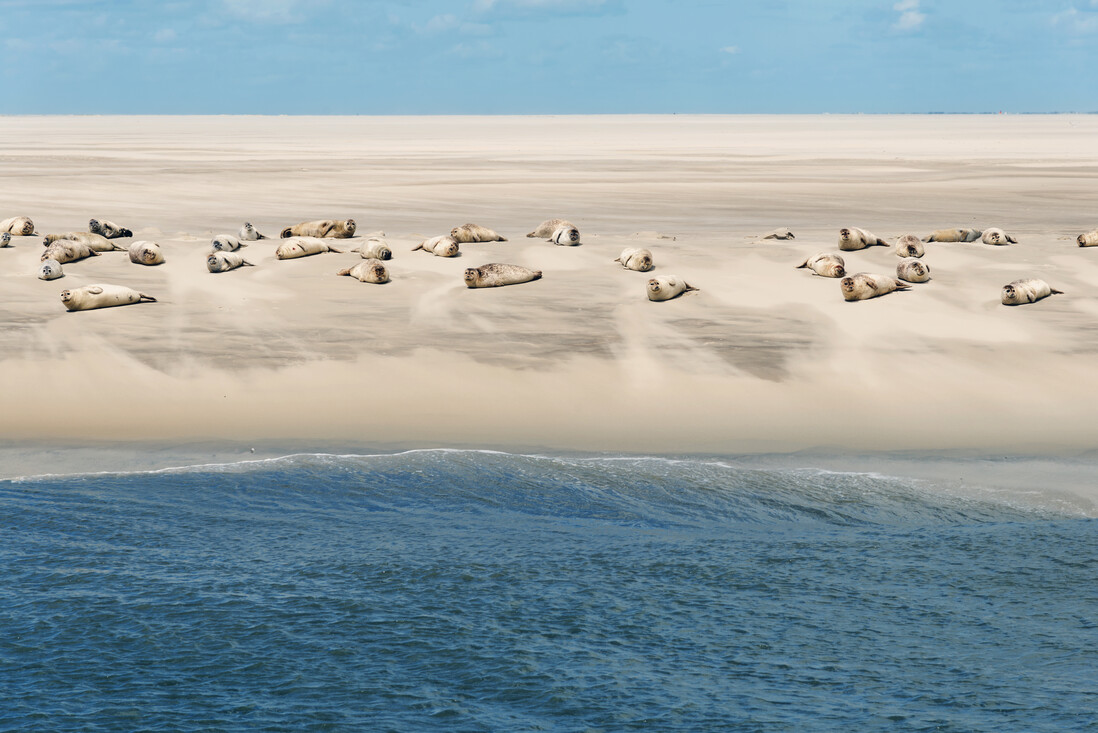 Zeehonden kunnen nu ongestoord relaxen aan de kust.