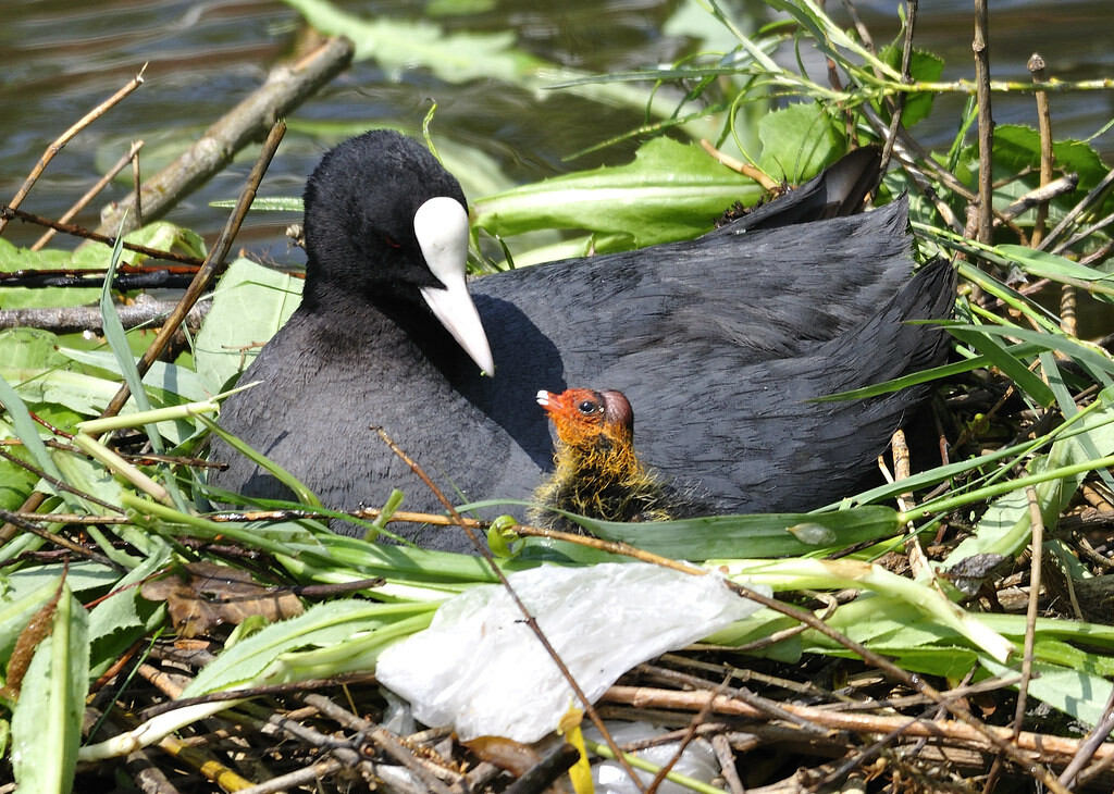 Meerkoet met kuiken