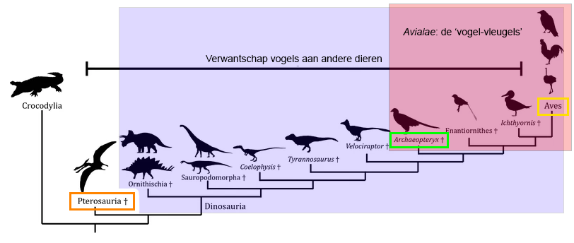 Verwantschap dinosauriers en vogels