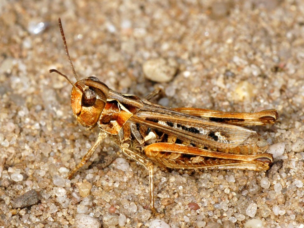 Knopsprietje - Myrmeleotettix maculatus