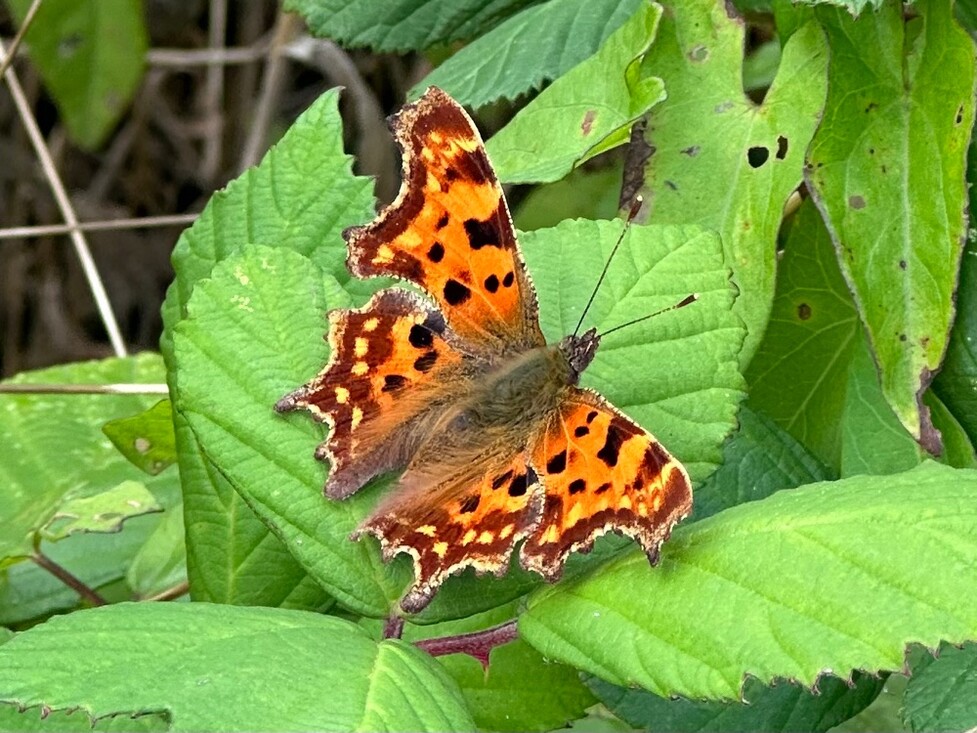 Gehakkelde aurelia (Polygonia c-album) gefotografeerd door Dylan