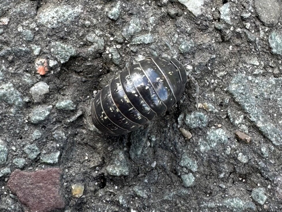 Gewone oprolpissebed (Armadillidium vulgare) gefotografeerd door Dylan