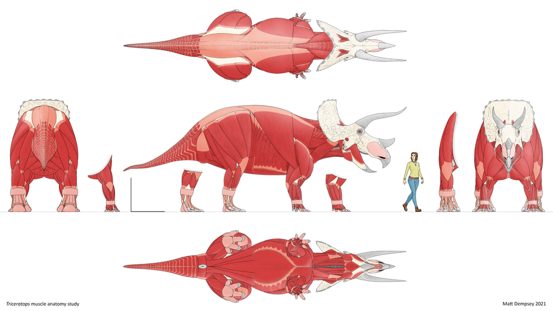Model van de spieren van Triceratops