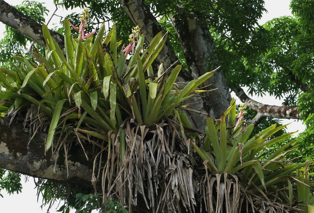 Bromelia's