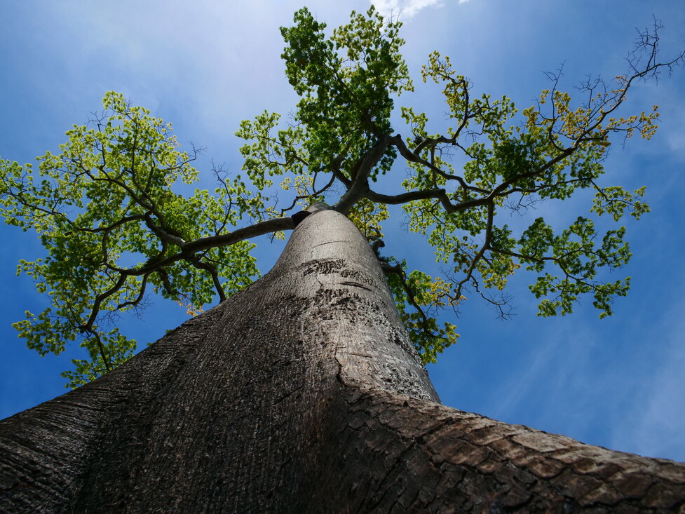 Kankantriboom