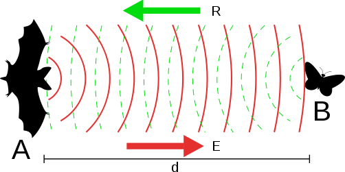 Echolocatie vleermuizen