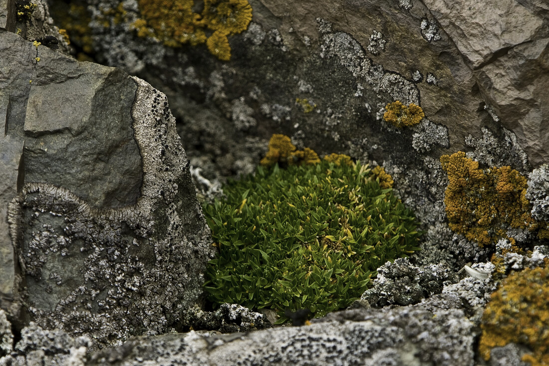 Sterremos op Antarctica in rotsachtig gebied