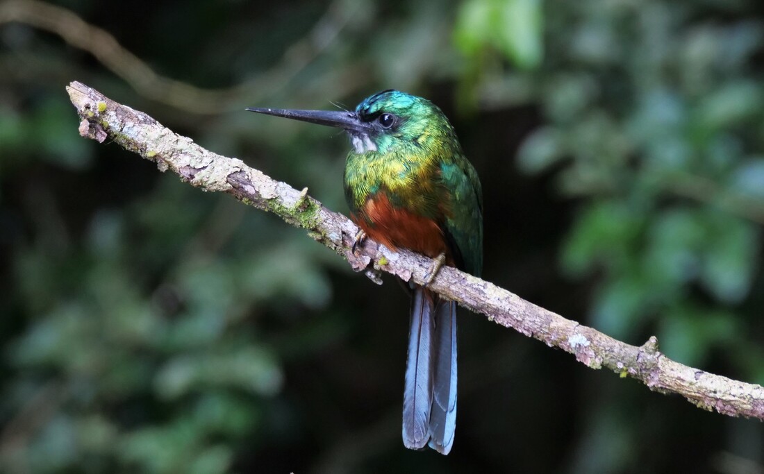 Groenstaartglansvogel in Suriname, zittend op een tak.