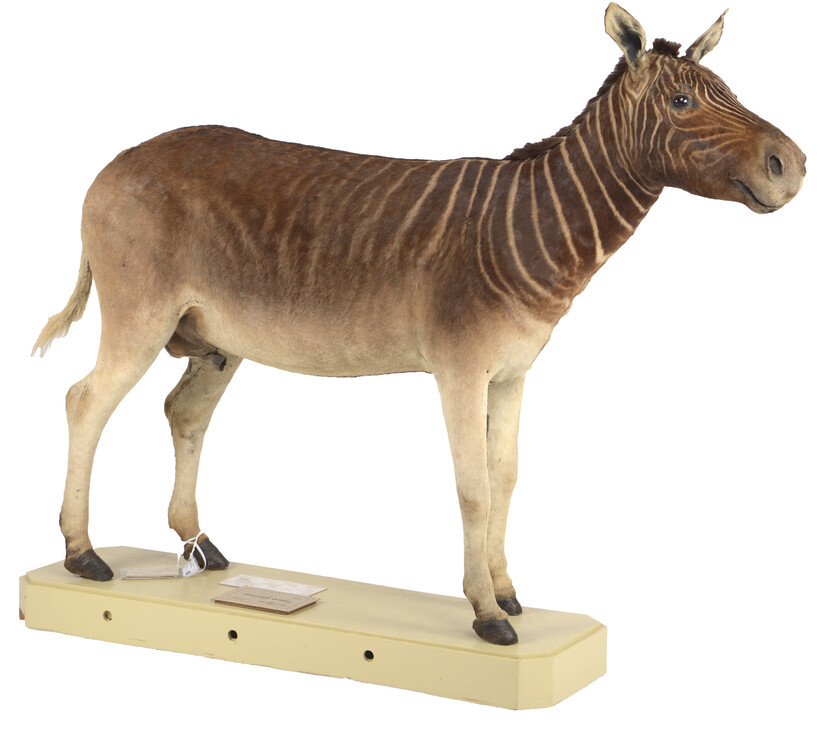 Quagga op sokkel Naturalis