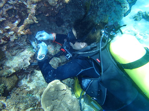 Nicole de Voogd onderzoekt sponzen op de zeebodem