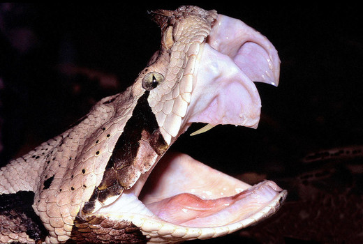 Gabonpofadder tanden