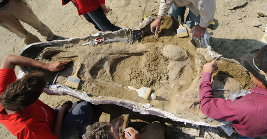 T. rex schedel, Montana, Amerika