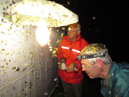 Entomoloog Rob de Vos onderzoekt nachtvlinders