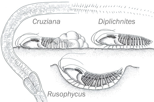 Sporenfossielen trilobieten