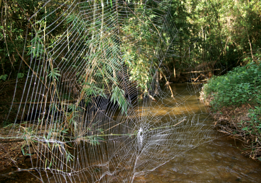Darwinwielwebspinweb
