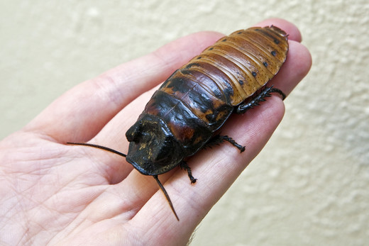 Sissende kakkerlakken