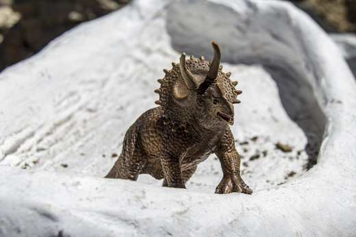 Triceratops bij eigen opgraving
