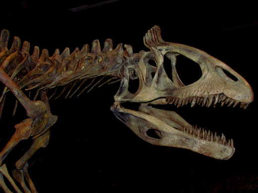 Cryolophosaurus skelet