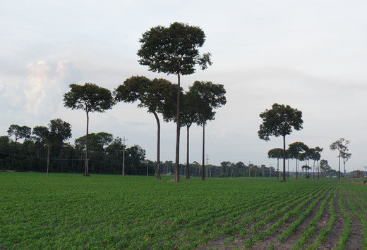 Ontbost gebied voor een sojaplantage