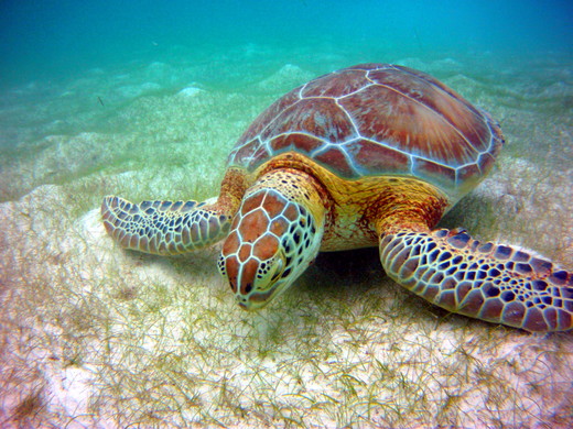 Groene zeeschildpad Chelonia mydas