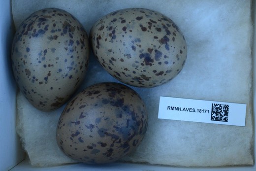 Collectie van Naturalis: Stormmeeuw (Larus canus canus) eieren