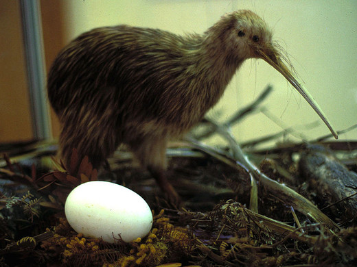 Kiwi (Apterygiformes) met haar ei