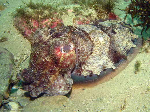 Sepia apama in camouflage