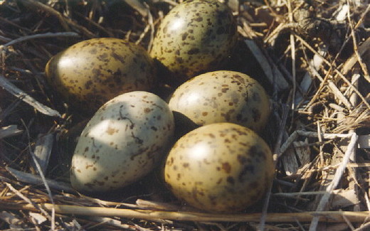 De eieren van de kokmeeuw (Larus ridibundus) heeft een schutkleur en valt niet op in het nest 