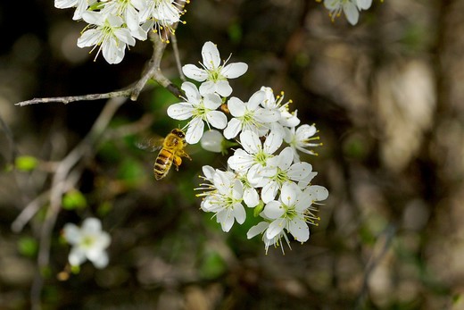 Een honingbij met stuifmeel
