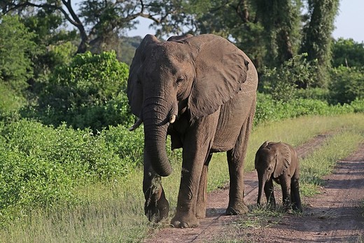 Afrikaanse bosolifant (Loxodonta africana) met jong