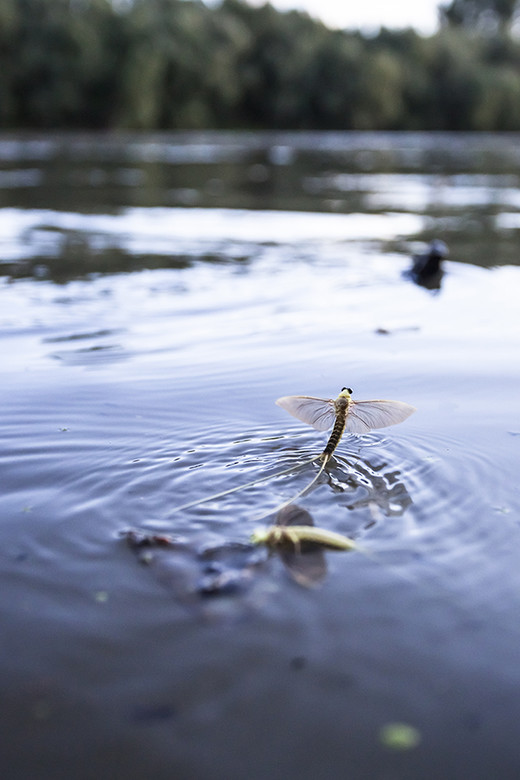 Een eendagsvlieg of haft (orde Ephemeroptera) vliegt uit het water