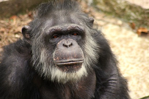 Een oude chimpansee