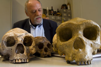 John met een aantal replica schedels van mensachtigen