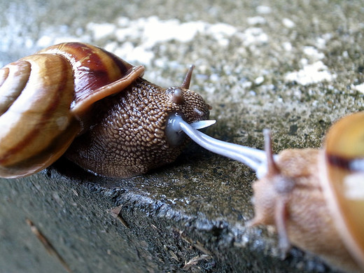 De penis van slakken (Gastropoda) zit vlakbij het hoofd