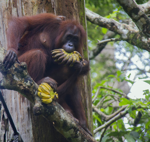 Zestig procent van het eten van de orang-oetan bestaat uit fruit. Daarnaast eet hij ook bladeren, twijgen en insecten.