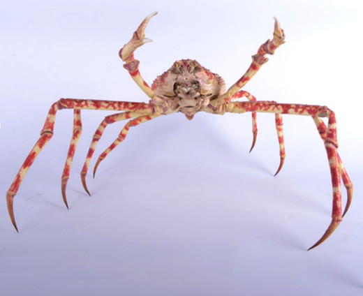 Een Japanse reuzenkrab van Naturalis, spanwijdte 77 centimeter.