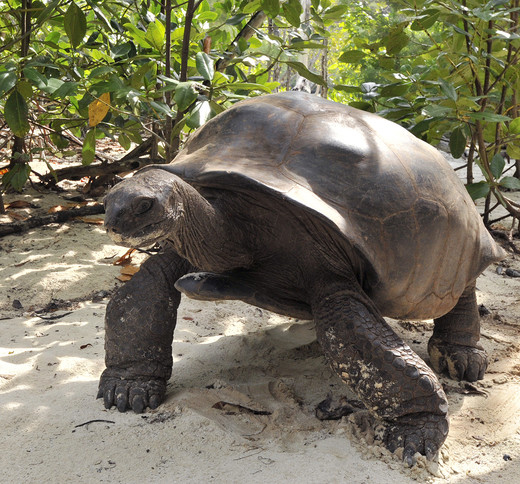 De Seychellen reuzenschildpad loopt op vier poten, in plaats van te kruipen.