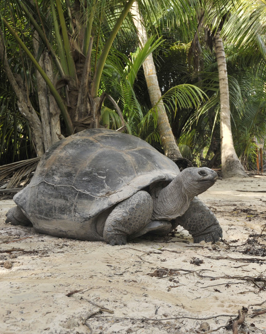 Een Seychellen reuzenschildpad aan de rand van het strand.