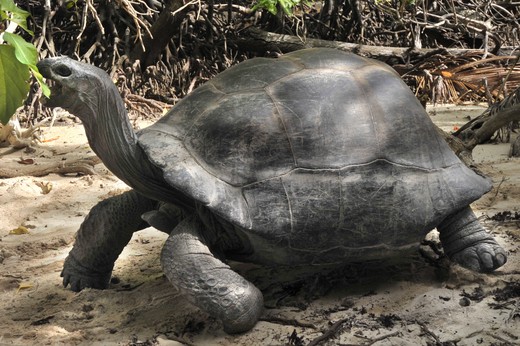 Met zijn lange nek reikt de Seychellen reuzenschildpad uit naar sappig groen.