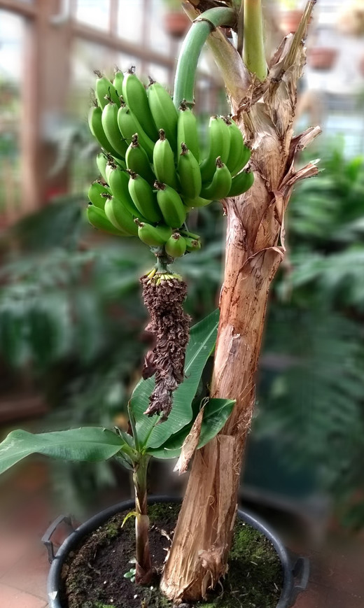 Aan de voet van de bananenplant zie je een nieuwe bananenplant. Ze hebben hetzelfde DNA.