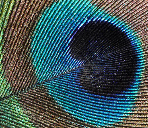 Detail van een pauwenveer: ook hier veroorzaakt niet een pigment maar de structuur van de veer de blauwe kleur.