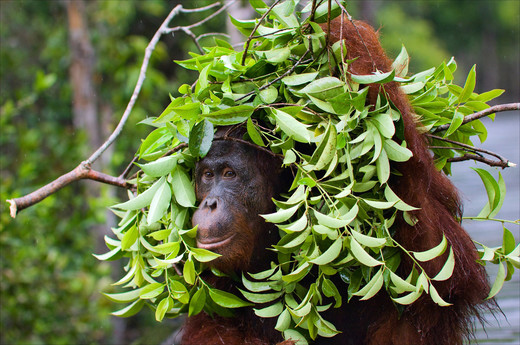 De orang-oetan gebruikt een hele tak als paraplu.