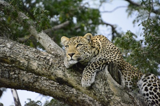 Met zijn vlekkenvacht valt het luipaard in een bosrijke omgeving nauwelijks op.