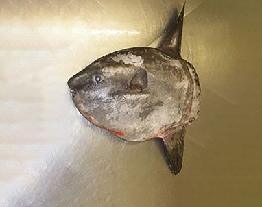 Aangespoelde maanvis uit Egmond aan Zee bij Naturalis.