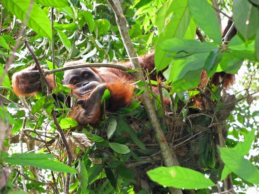 Hoog in zijn boomnest doet de orang-oetan veilig een dutje.