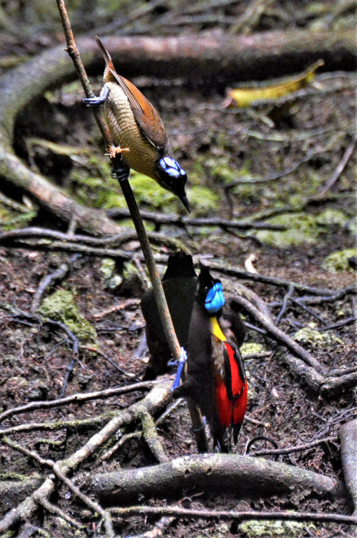Een mannetje en vrouwtje van de Wilsons paradijsvogel (Diphyllodes respublica).